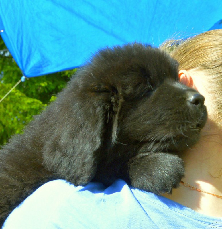 Фото: Smigar Jungfrau Juliana, 8 недель, щенок, ньюфаундленд Акватория Келвин Кадриль (Aquatoriya Kelvin Kadril), ньюфаундленд I Follow The Sun de L'Etoile de Cyrice