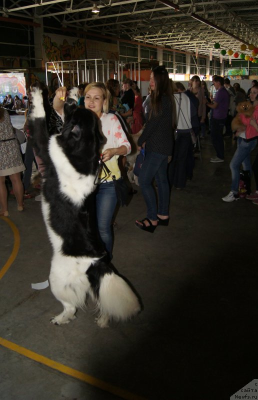 Фото: ньюфаундленд Сент Джонс Интрига