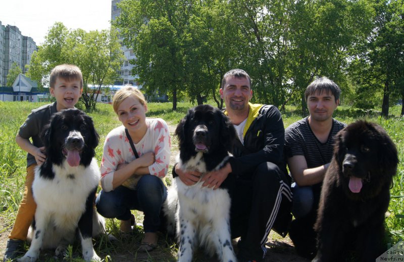 Фото: Алина Грицкова, Сергей Сорокин, ньюфаундленд Сент Джонс Донна Саммер (Sent Djons Donna Summer), ньюфаундленд Сент Джонс Интрига, ньюфаундленд Гесси от Сибирского Медведя (Gessi ot Sibirskogo Medvedja)
