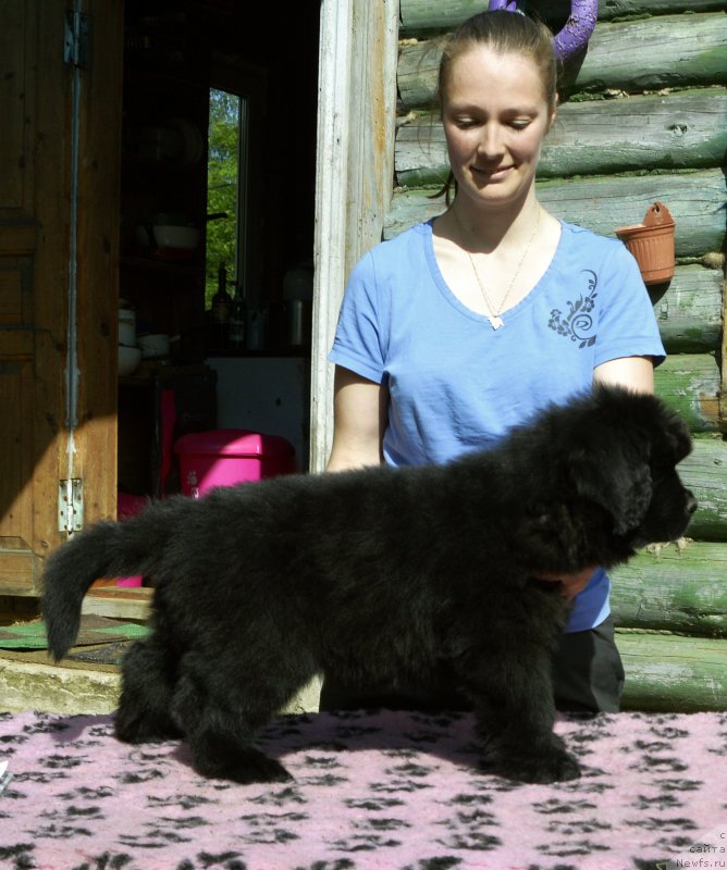 Фото: Смигар Юликс Солнечный щенок кобель от, ньюфаундленд Акватория Келвин Кадриль (Aquatoriya Kelvin Kadril), ньюфаундленд I Follow The Sun de L'Etoile de Cyrice