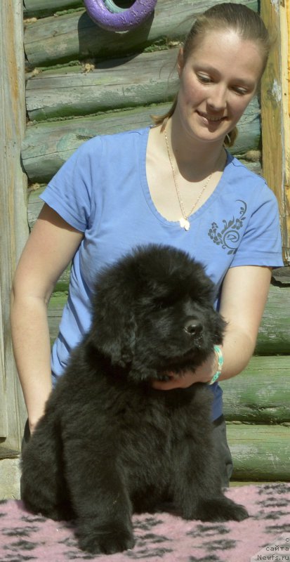 Фото: Смигар Юликс Солнечный щенок кобель от, ньюфаундленд Акватория Келвин Кадриль (Aquatoriya Kelvin Kadril), ньюфаундленд I Follow The Sun de L'Etoile de Cyrice