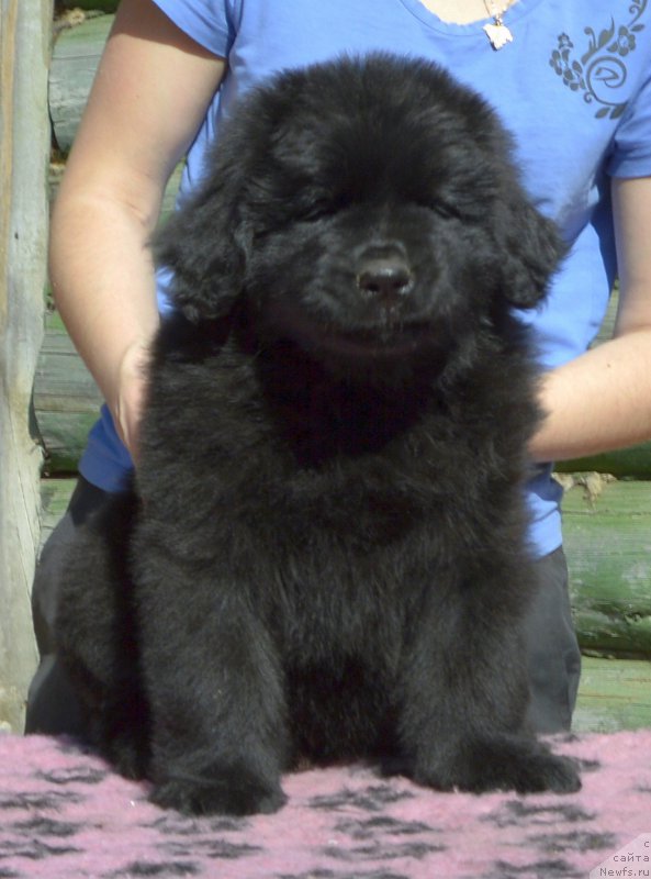 Фото: Смигар Юликс Солнечный щенок кобель от, ньюфаундленд Акватория Келвин Кадриль (Aquatoriya Kelvin Kadril), ньюфаундленд I Follow The Sun de L'Etoile de Cyrice