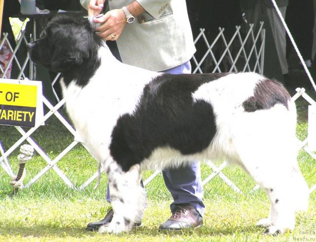 Фото: ньюфаундленд Amoradas Rabaldra Til Kloofbear