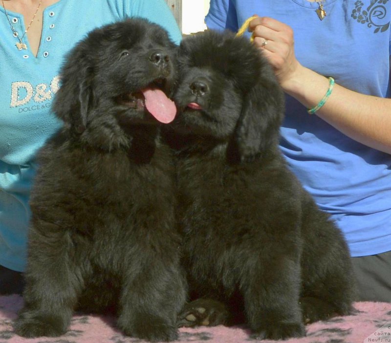 Фото: щенки 8 недель от, ньюфаундленд Акватория Келвин Кадриль (Aquatoriya Kelvin Kadril), ньюфаундленд I Follow The Sun de L'Etoile de Cyrice