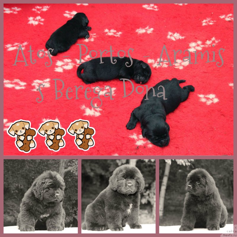 Фото: ньюфаундленд Арамис с Берега Дона (Aramis s Berega Dona), ньюфаундленд Атос с Берега Дона (Atos s Berega Dona), ньюфаундленд А'Портос с Берега Дона (A'Portos s Berega Dona)