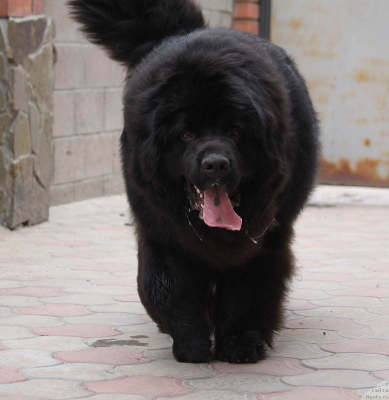 Фото: ньюфаундленд А'Портос с Берега Дона (A'Portos s Berega Dona)