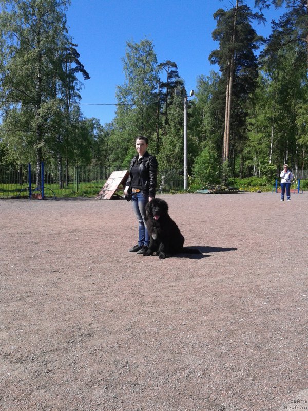 Фото: Елена Ярыгина, ньюфаундленд Ланкастер