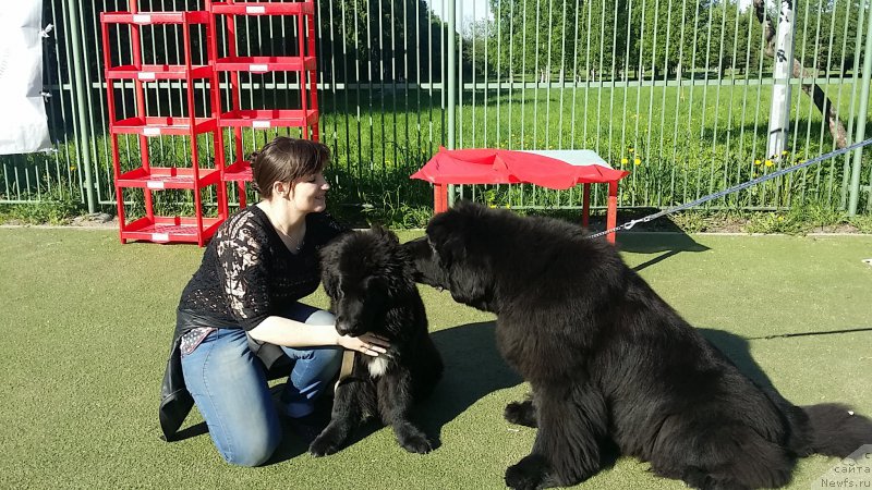 Фото: ньюфаундленд Ланкастер, Елена Ярыгина, Гранд