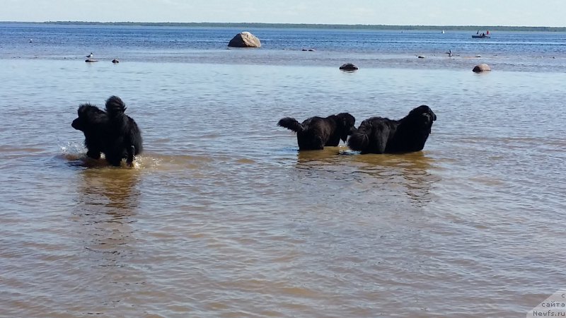 Фото: ньюфаундленд Ланкастер, ньюфаундленд Силвер Пеарлс Осеан Оф Фаитх (Silver Pearls Ocean Of Faith), ньюфаундленд Эмир Эльдорадо из Антаграда (Emir Eldorado is Antagrada)