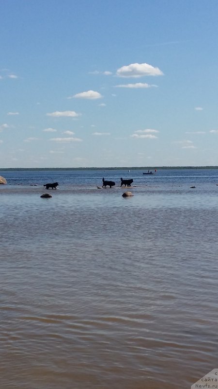 Фото: ньюфаундленд Ланкастер, ньюфаундленд Силвер Пеарлс Осеан Оф Фаитх (Silver Pearls Ocean Of Faith), ньюфаундленд Эмир Эльдорадо из Антаграда (Emir Eldorado is Antagrada)