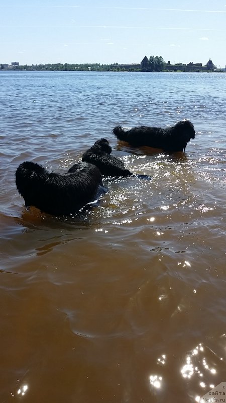 Фото: ньюфаундленд Ланкастер, ньюфаундленд Силвер Пеарлс Осеан Оф Фаитх (Silver Pearls Ocean Of Faith), ньюфаундленд Эмир Эльдорадо из Антаграда (Emir Eldorado is Antagrada)