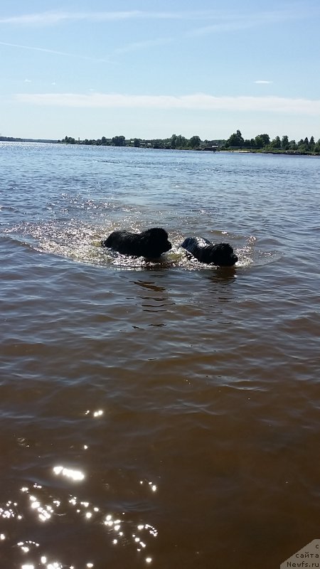 Фото: ньюфаундленд Ланкастер, ньюфаундленд Силвер Пеарлс Осеан Оф Фаитх (Silver Pearls Ocean Of Faith)