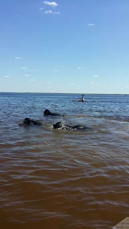 Фото: ньюфаундленд Ланкастер, ньюфаундленд Эмир Эльдорадо из Антаграда (Emir Eldorado is Antagrada), ньюфаундленд Силвер Пеарлс Осеан Оф Фаитх (Silver Pearls Ocean Of Faith)