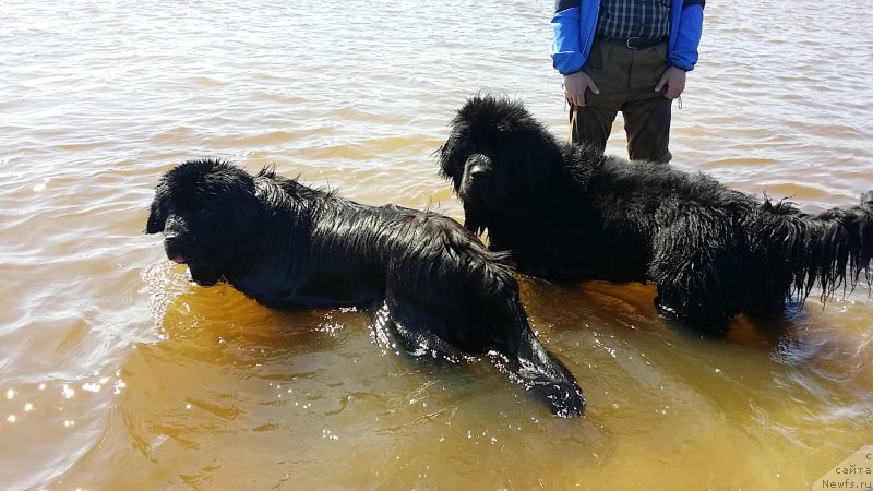 Фото: ньюфаундленд Силвер Пеарлс Осеан Оф Фаитх (Silver Pearls Ocean Of Faith), ньюфаундленд Эмир Эльдорадо из Антаграда (Emir Eldorado is Antagrada)