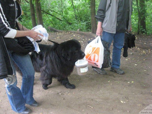 Фото: ньюфаундленд Чанси из Золотого Треугольника