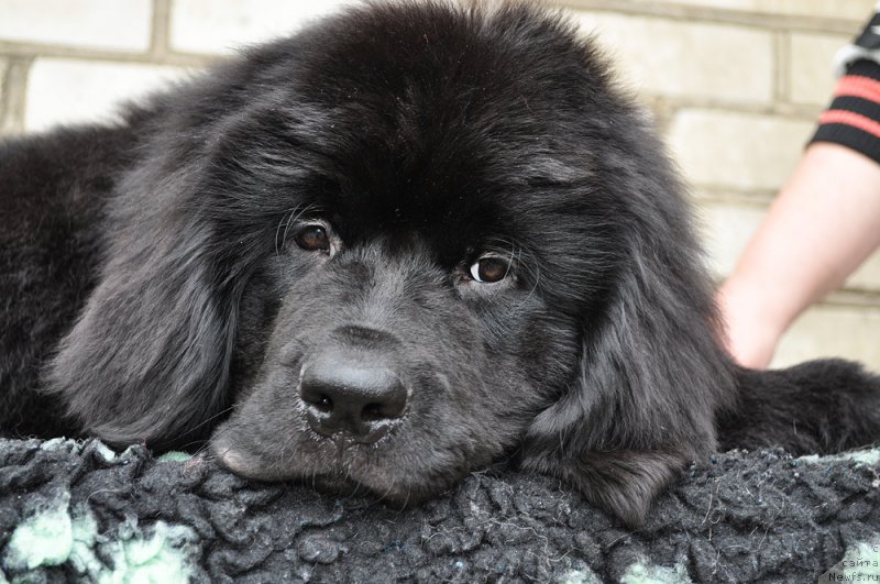 Фото: ньюфаундленд Бегущая по Волнам Веспер