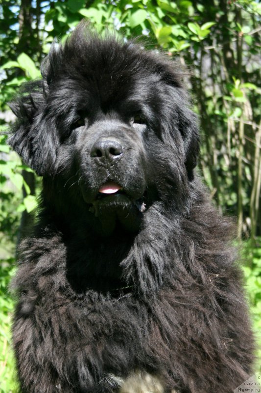 Фото: ньюфаундленд Бегущая по Волнам Роуал Флаш (Beguschaya po Volnam Royal Flash)