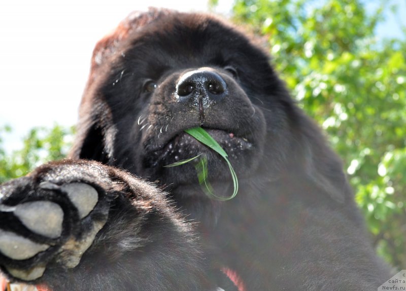 Фото: ньюфаундленд Бегущая по Волнам Винтаже