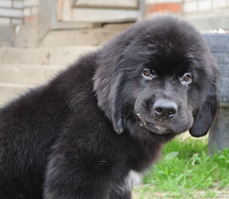 Фото: ньюфаундленд Бегущая по Волнам Винтаже