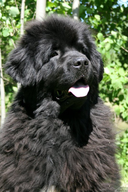 Фото: ньюфаундленд Бегущая по Волнам Роуал Флаш (Beguschaya po Volnam Royal Flash)