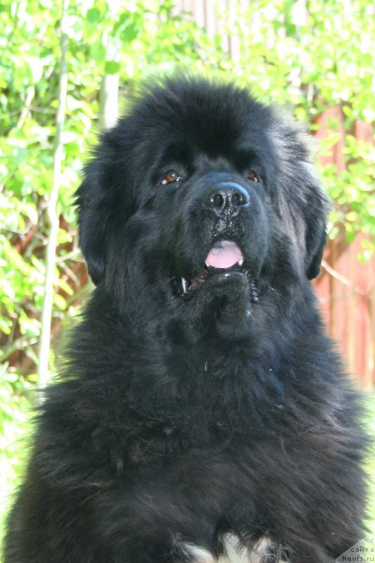 Фото: ньюфаундленд Бегущая по Волнам Роуал Флаш (Beguschaya po Volnam Royal Flash)