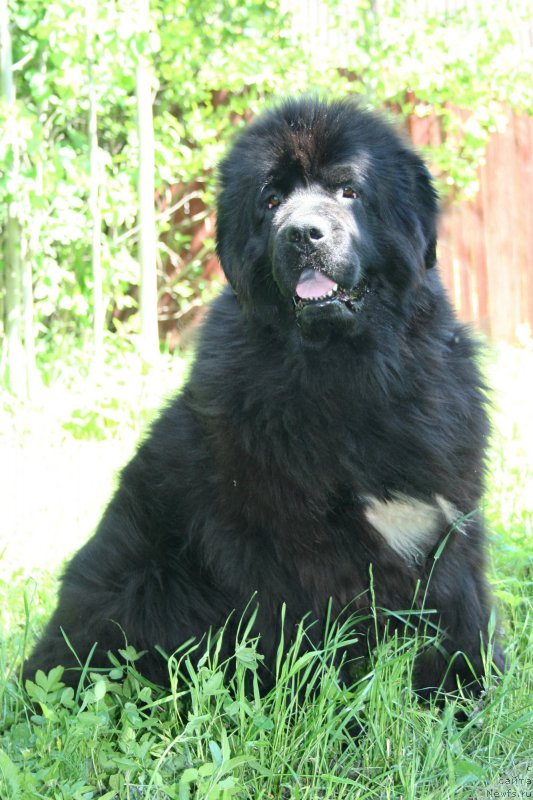 Фото: ньюфаундленд Бегущая по Волнам Роуал Флаш (Beguschaya po Volnam Royal Flash)