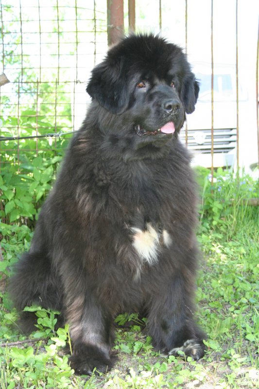 Фото: ньюфаундленд Бегущая по Волнам Роуал Флаш (Beguschaya po Volnam Royal Flash)