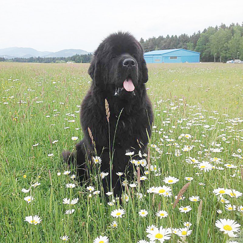 Фото: ньюфаундленд Бегущая по Волнам Фиребалл
