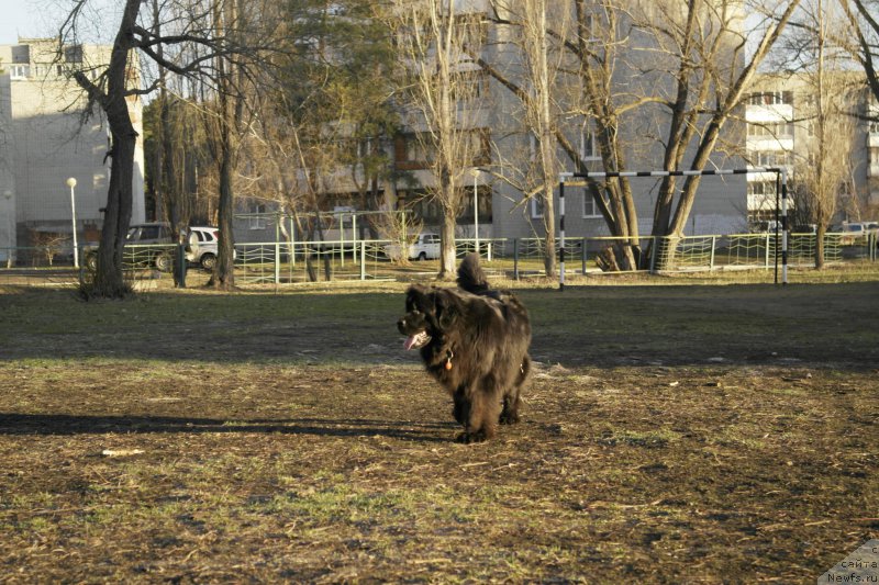 Фото: ньюфаундленд Ньюфорт Хайпер Кьют