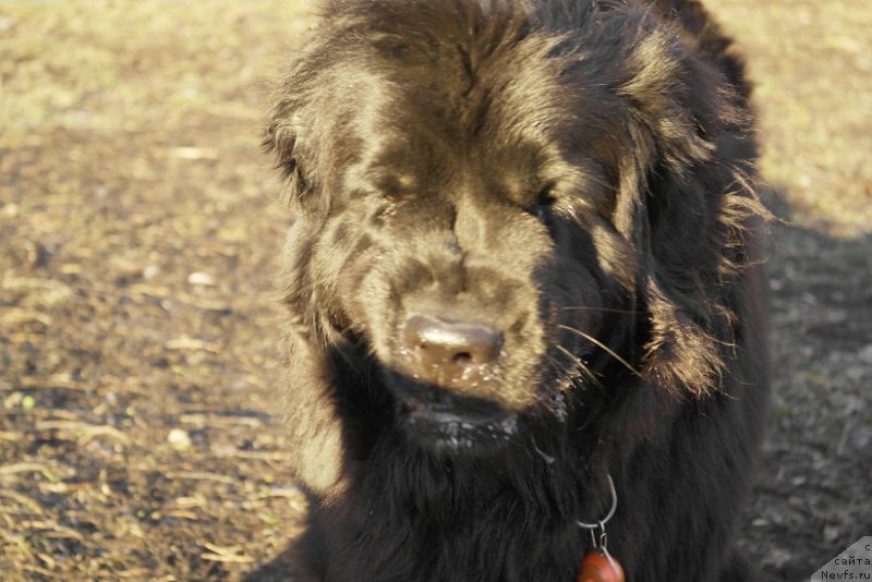 Фото: ньюфаундленд Ньюфорт Хайпер Кьют