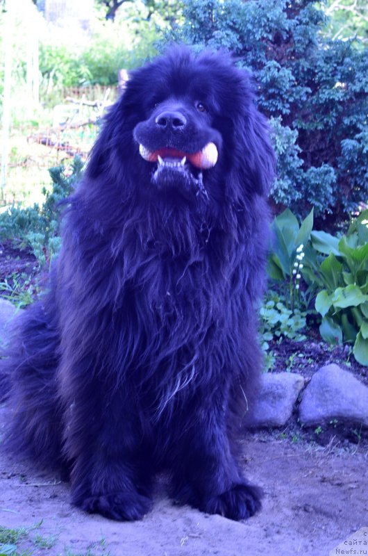 Фото: ньюфаундленд Семи Вершин Чудесный Круз