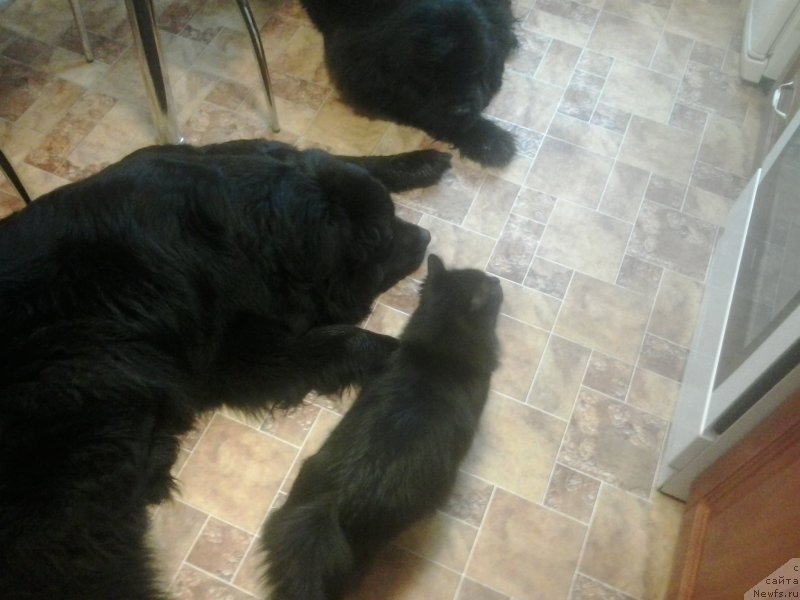 Фото: ньюфаундленд Супер Премиум Мерлин Монро, ньюфаундленд Несси Блэк с  Лесной Заимки