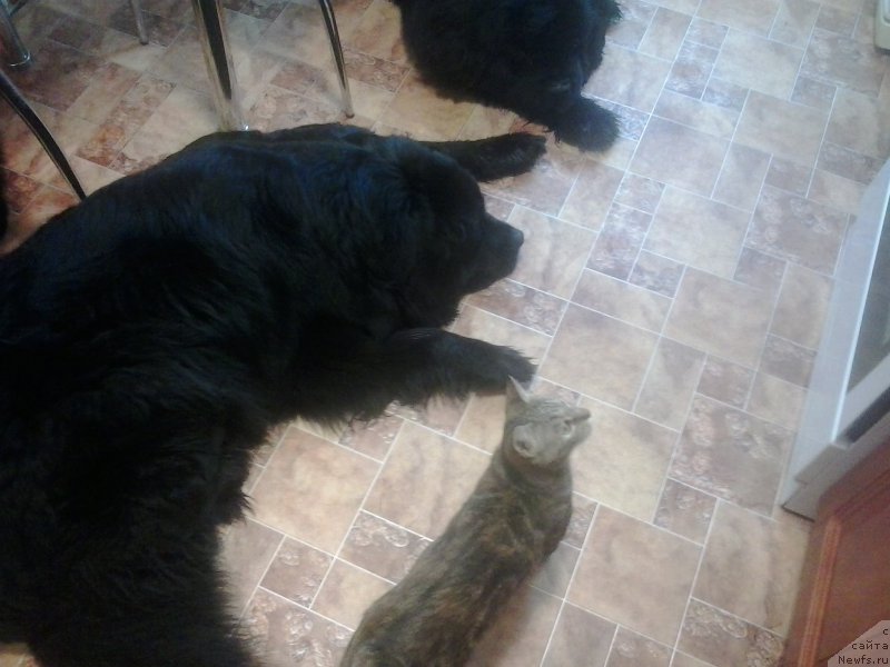 Фото: ньюфаундленд Супер Премиум Мерлин Монро, ньюфаундленд Несси Блэк с  Лесной Заимки