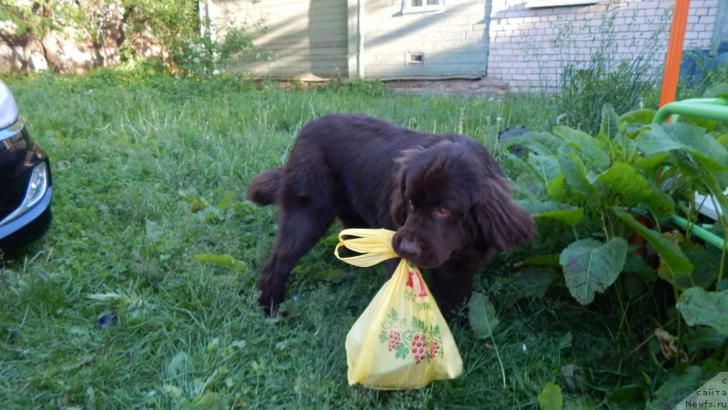 Фото: ньюфаундленд Николь Голд Стар (Nikol Gold Star)