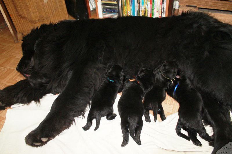Фото: ньюфаундленд Русская Красавица Нюра