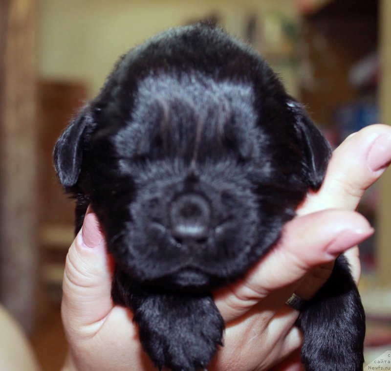 Фото: ньюфаундленд Русская Красавица Нюра
