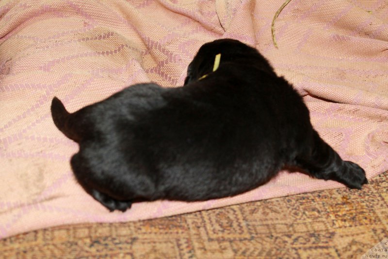 Фото: ньюфаундленд Русская Красавица Нюра