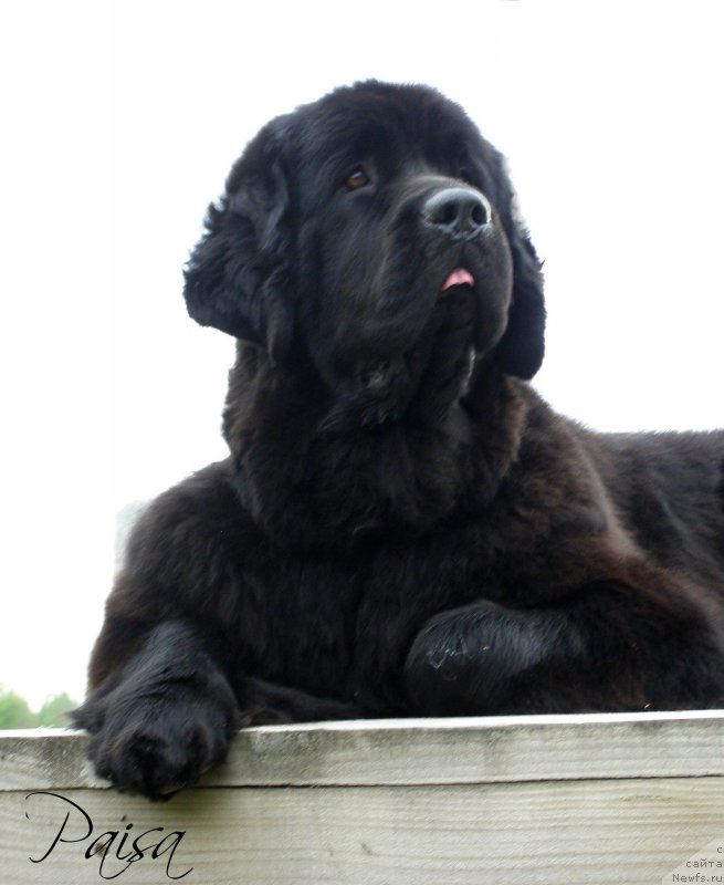 Фото: ньюфаундленд Черная Мафия Маубе Ше Вилл (Chernaya Mafia Maybe She Will)