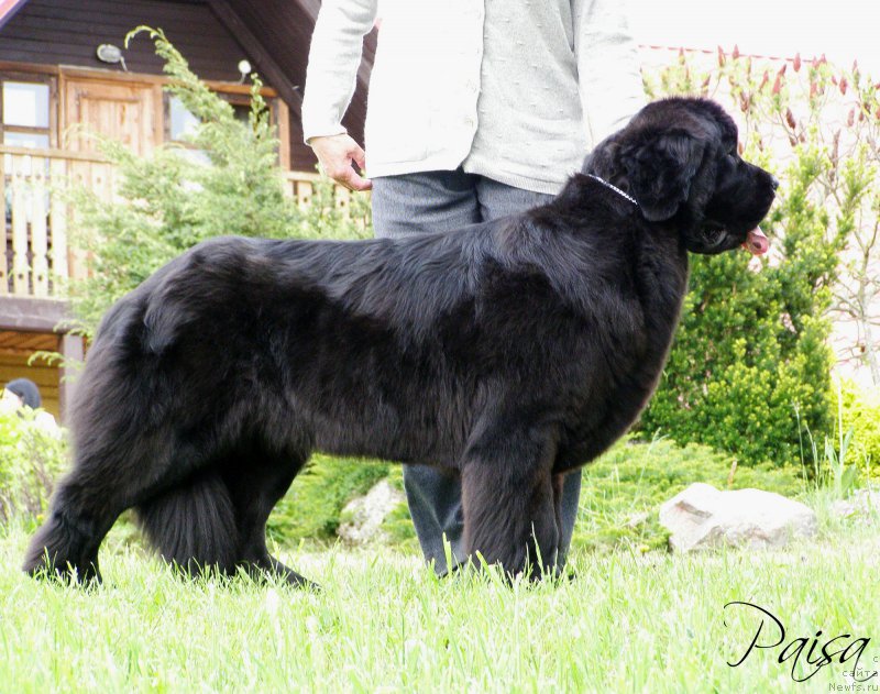 Фото: ньюфаундленд Черная Мафия Маубе Ше Вилл (Chernaya Mafia Maybe She Will)