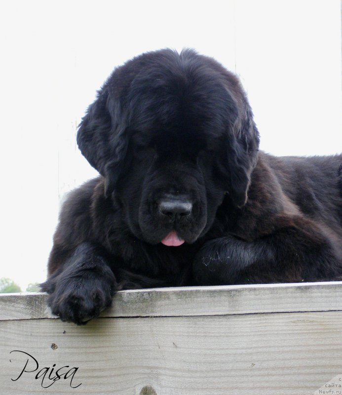 Фото: ньюфаундленд Черная Мафия Маубе Ше Вилл (Chernaya Mafia Maybe She Will)