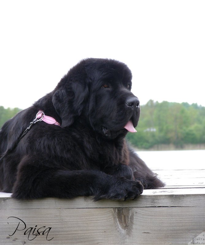 Фото: ньюфаундленд Черная Мафия Маубе Ше Вилл (Chernaya Mafia Maybe She Will)