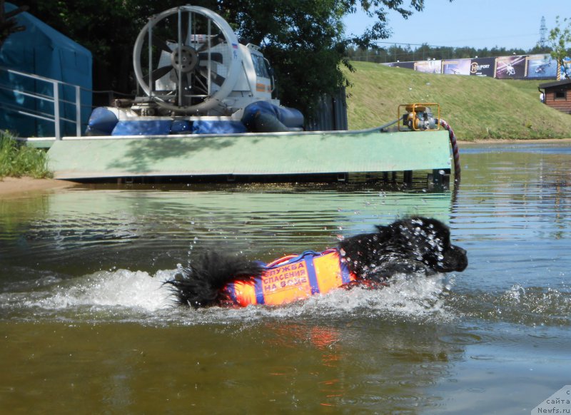 Фото: ньюфаундленд Лаймар Сейнари