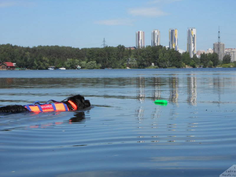 Фото: Лариса Кутина, ньюфаундленд Белкондер-Клаб Угли-Бугли (Belkonder-Club Ugli-Boogli)