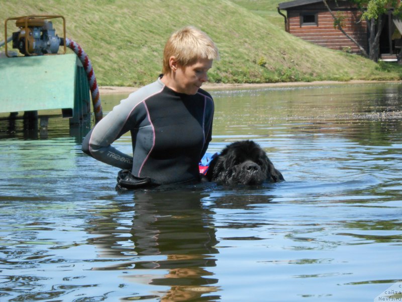 Фото: Лариса Кутина, ньюфаундленд Белкондер-Клаб Угли-Бугли (Belkonder-Club Ugli-Boogli)
