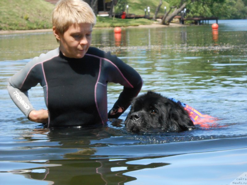 Фото: Лариса Кутина, ньюфаундленд Белкондер-Клаб Угли-Бугли (Belkonder-Club Ugli-Boogli)