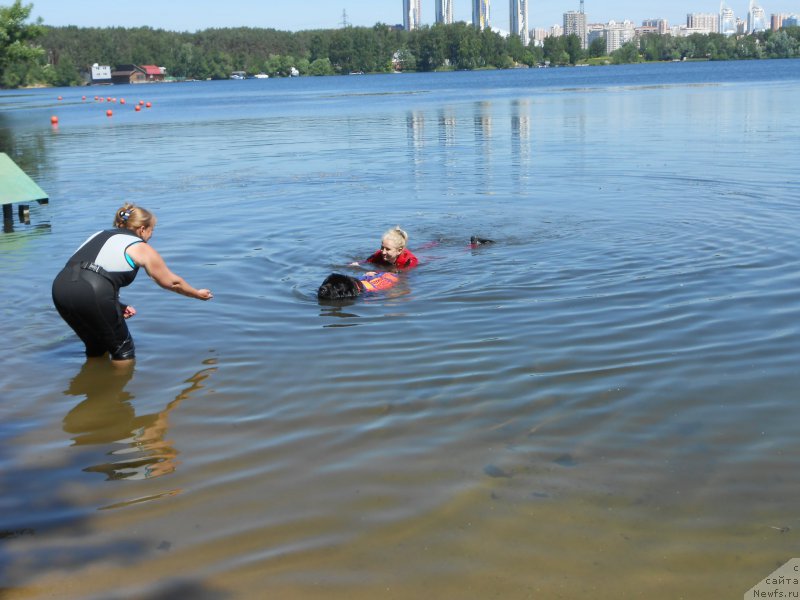 Фото: ньюфаундленд Топтыжка Герой Нашего Времени (Toptyzhka Geroy Nashego Vremeni), Юлия, Ольга Музычук