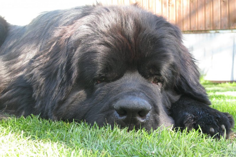 Фото: ньюфаундленд Черная Мафия Шорт анд Свеет (Chernaya Mafia Short and Sweet)