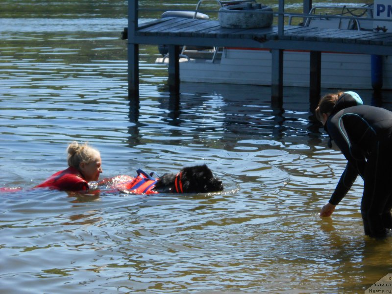 Фото: ньюфаундленд Топтыжка Галатея Морская Нереида (Toptyzhka Galatea Morskaya Nereida), Антонина Чигвинцева, Ольга Музычук
