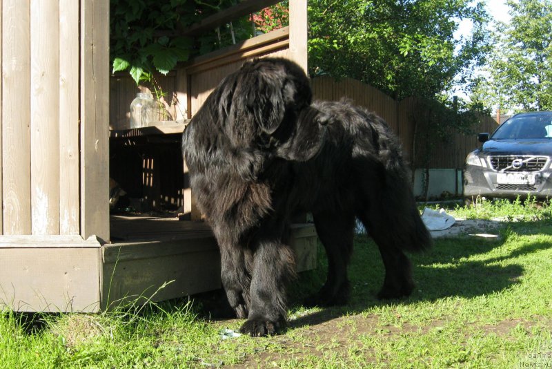 Фото: ньюфаундленд Черная Мафия Шорт анд Свеет (Chernaya Mafia Short and Sweet)