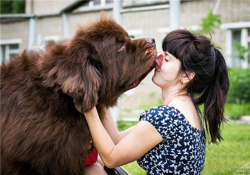 Фото: ньюфаундленд Фактурный Фрукт с Берега Дона (Fakturnyi Frukt s Berega Dona)